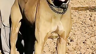 Top 5 Monsters Dogs