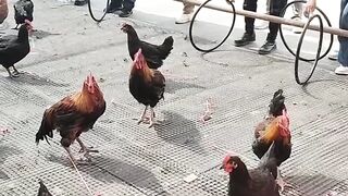 permainan menangkap ayam