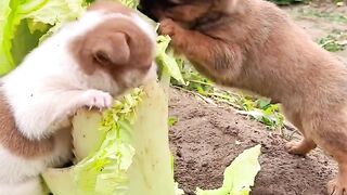 Two small dogs are munching on cabbage