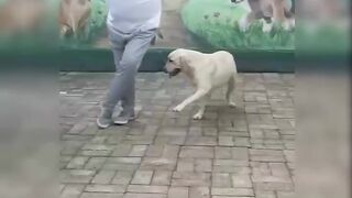 Dogs, dance and laughing tradition