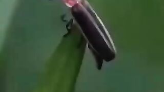 kunang kunang