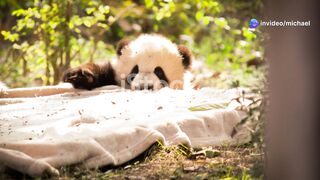 Lazy Pandas_ The Ultimate Chill Masters!