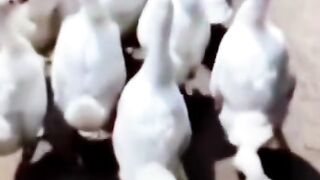في اي مكان بتشوف مثلها