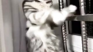 Kucing sedang ngebor