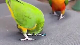 يتكلم ببغاء????????????????