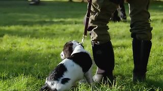 Mountain Search Puppy s First Training Session  Wonderful World of Puppies