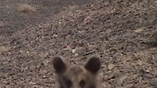 This young bear cub is a symbol of hope . Gobi Bear Filming Wildlife