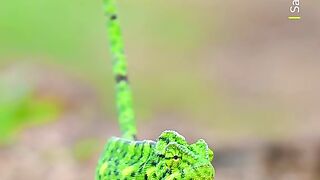A walking rainbow  Chameleon Lizard