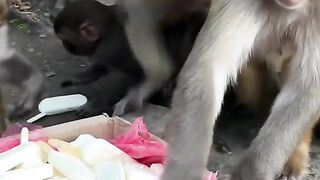 Monyet yang suka makan es krim ternyata nyata