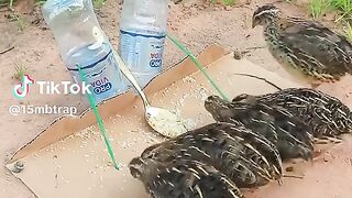 New trap discovered