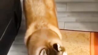 Children love to play with dogs