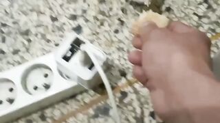 طائر كنار