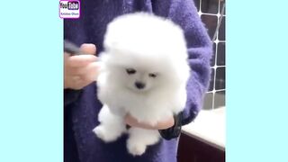 Funniest Cats 2023 #shorts #funny #shortvideos