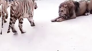 Lion King Lion Fight Jungle Raja Tiger -- Jeetpuria Janab _Shorts _lion _febspot