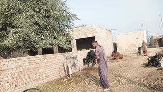 Bus aap gadhe ka kam dekhen