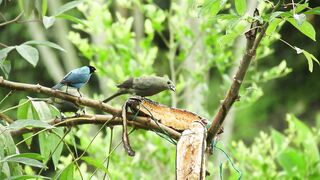 Forest Birdsong Relaxing Nature Sounds Birds Chirping in forest