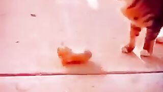 Cat and Rat Funny compilation_tiktok