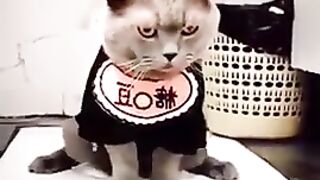 Cat in the Toilet, Training Cat Videos 2023, Cute Cats , Animals Funny Videos