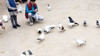 Chhoti si bachi kabootar ko dana dal rhi hai