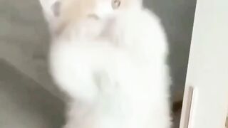 Cutee