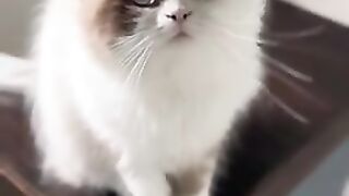 The Best Cats Being... CATS Compilation! ???? #shorts
