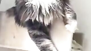 Best of Cats being... CATS ???? #shorts