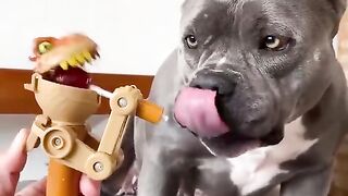 Dog  funny