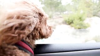 Beautiful Dog