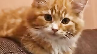 Best Cute Cats being... CATS