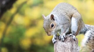Squirrel