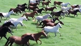 Beautiful horses
