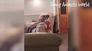Funniest Dogs And Cats Videos ???? - Best Funny Animal Videos