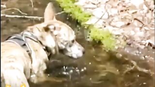 O cachorrinho pedindo pra pacia