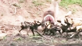 Wild dogs hunting
