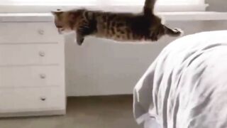 ,funniest animals