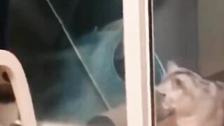 ???? Funniest Cats  ???????? cats that looks like plying house and fight with other cats
