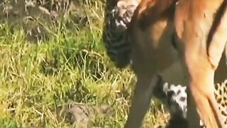 Leopard Hunting Deer