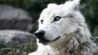 WOLF Music