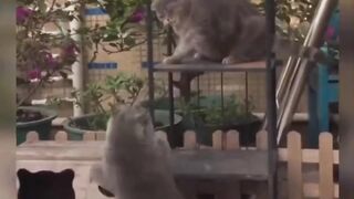 Funniest Animals 2023 ???? Funniest Cats  ???????? cats that looks like plying house and fight with other cats at seesaw