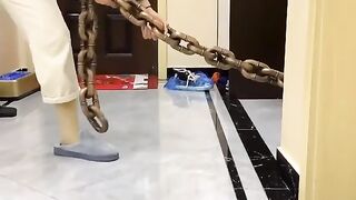 Funny dog