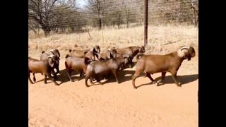 Kalahari red goats
