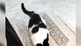 Funniest Animals 2023 ???? Funniest Cats  ???????? cats that looks like plying house and fight