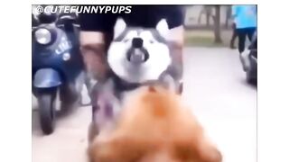 Funny dog