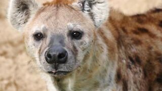types of hyena