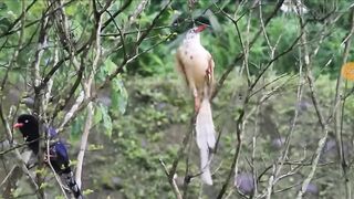 Beautiful birds 2917