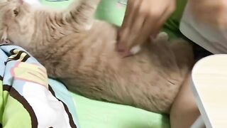 My cute funny cat