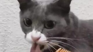Funniest Animals 2023 Funniest Cats #cats that looks like crying when comb near it