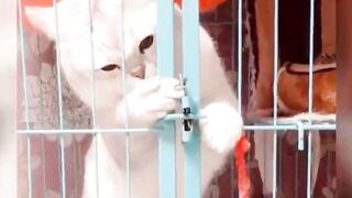 Funniest Animals 2023 Funniest Cats #cats that looks like close in claws