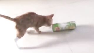 Funniest Animals 2023 Funniest Cats #cats that looks like fight other cats