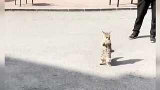 Funniest Animals 2023 Funniest Cats #cats that looks like fight man